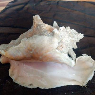 Giant Shell (conch)