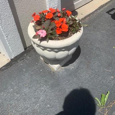 White Low Cement Planter $60 Each