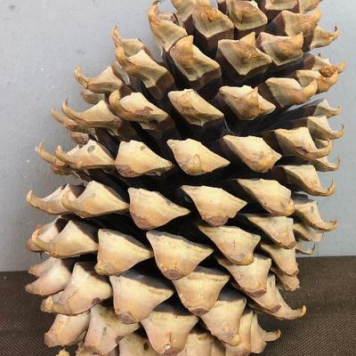 Lot #7 Monster Size Pine Cone