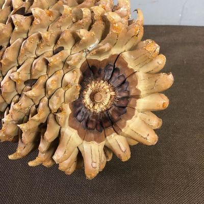 Lot #7 Monster Size Pine Cone