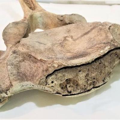 Lot #8  Mysterious fossilized BONE from the estate of an Orthopedic Surgeon