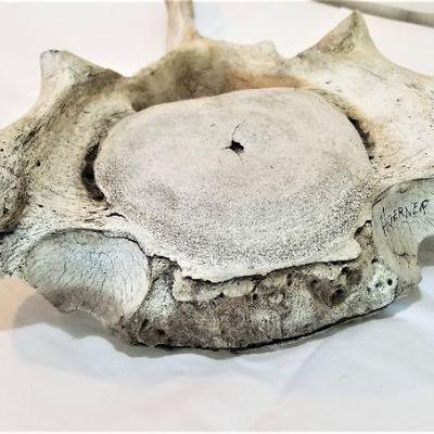 Lot #8  Mysterious fossilized BONE from the estate of an Orthopedic Surgeon