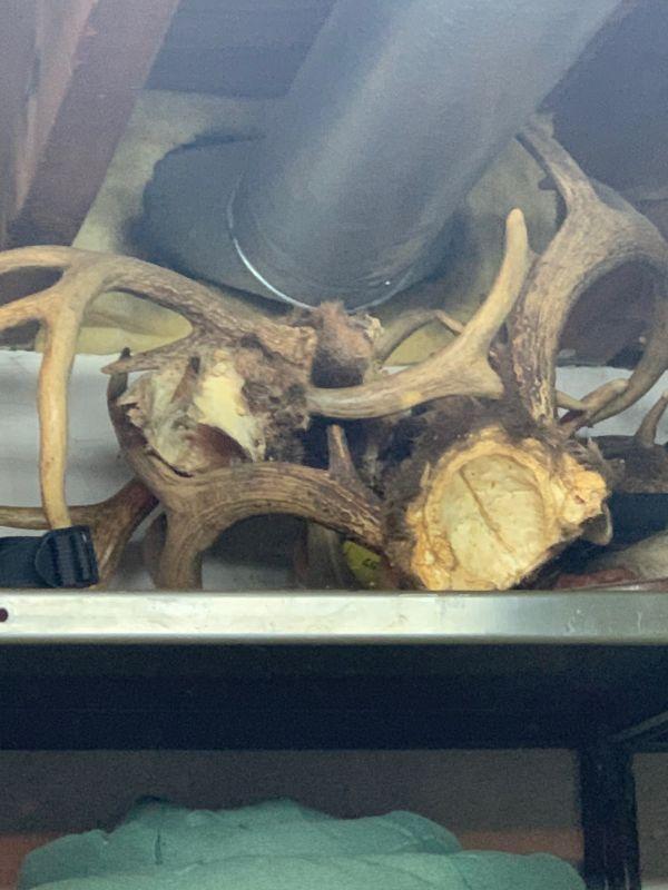 Large lot of deer racks