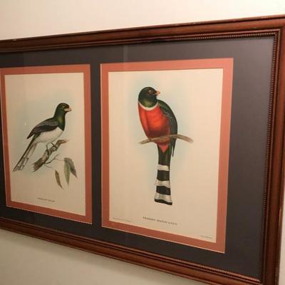 Large Colorful Trogon Gigas & Trogon Mexicanus Bird Print