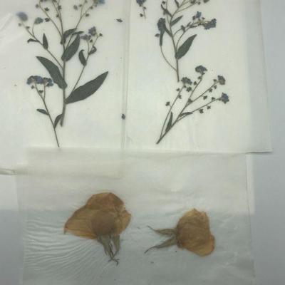 Dried Flowers - Set of 3