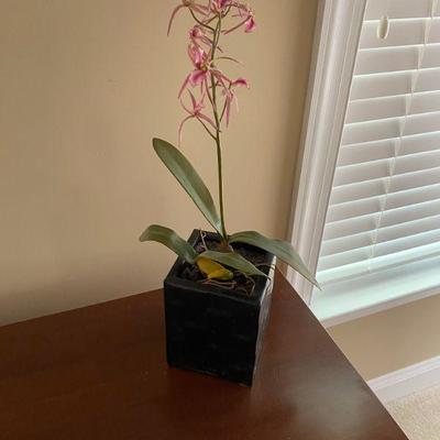 Fake Orchid
