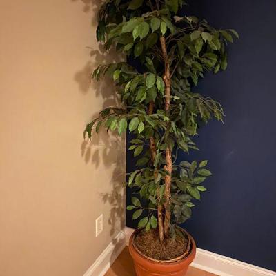 Plant