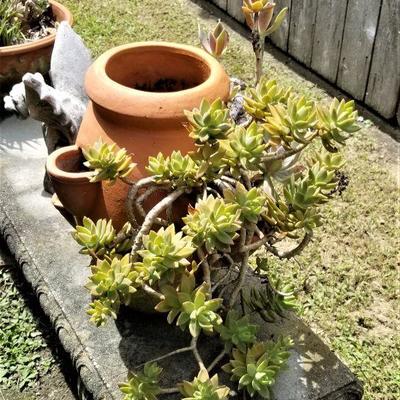 #76  Lovely Aloe Vera Plant in Terracotta Pot