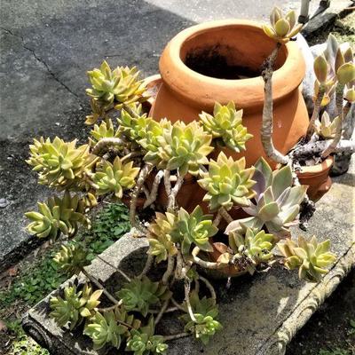 #76  Lovely Aloe Vera Plant in Terracotta Pot
