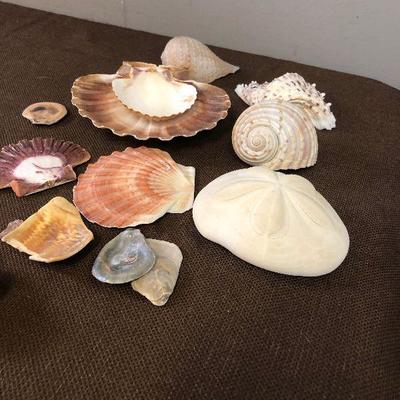 #33 Sea Shell Collection #A