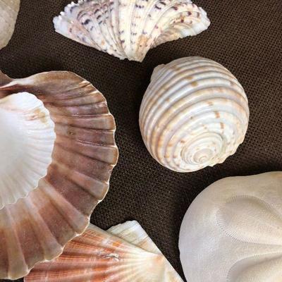 #33 Sea Shell Collection #A