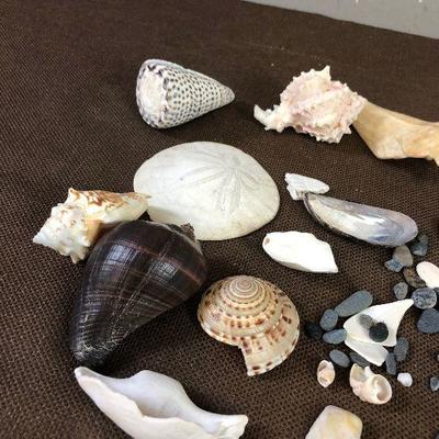 #34 Sea Shell Collection # B 