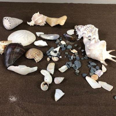 #34 Sea Shell Collection # B 