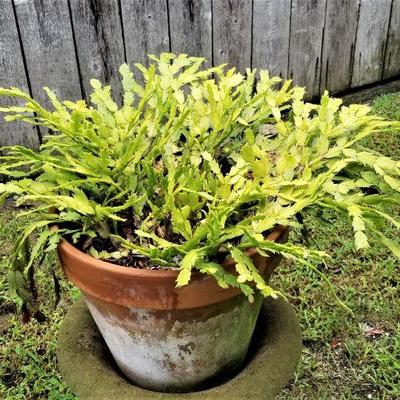 Lot #130  Mature Christmas Cactus in Terracotta Pot