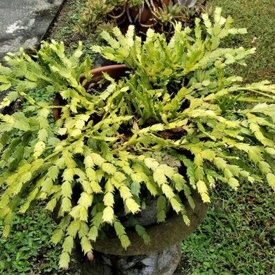 Lot #130  Mature Christmas Cactus in Terracotta Pot