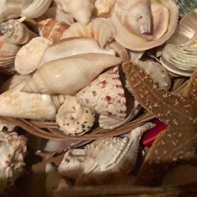 Lot B45:Seashell lot 