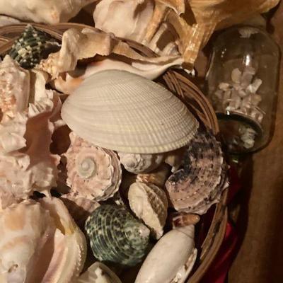 Lot B45:Seashell lot 