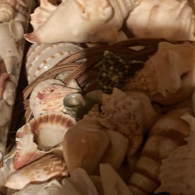 Lot B45:Seashell lot 