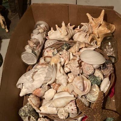Lot B45:Seashell lot 