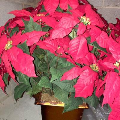 Lot B78: Poinsettia Lot