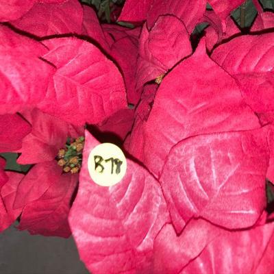 Lot B78: Poinsettia Lot
