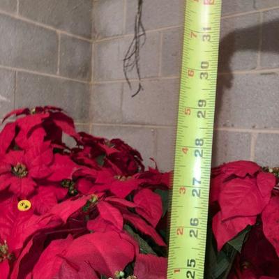 Lot B78: Poinsettia Lot