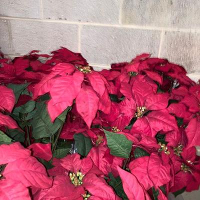 Lot B78: Poinsettia Lot