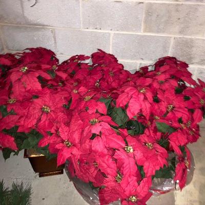 Lot B78: Poinsettia Lot