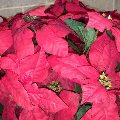 Lot B78: Poinsettia Lot