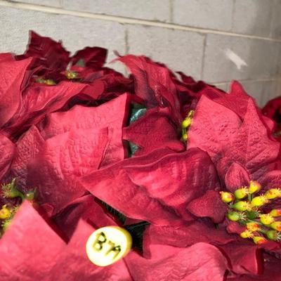 Lot B79: Poinsettia Lot