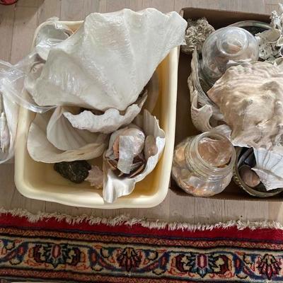 Lot # 787 Large lot of Sea Shells 
