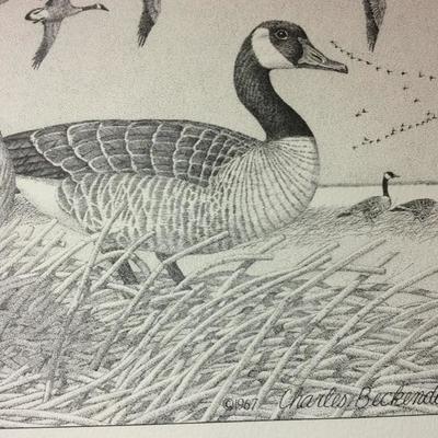 Lot 77 Bird prints by Charles Beckendorf