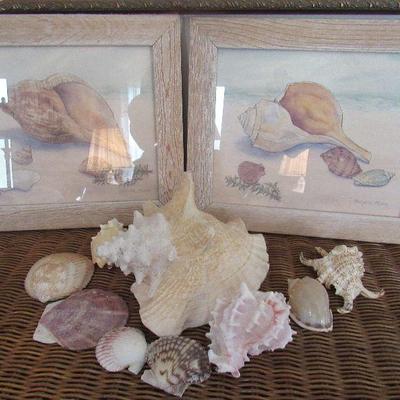 Lot 54 - Two Barbara Fleri Framed Signed Watercolor Seashell Prints and shells 12 1/4 Ã—10 1/4