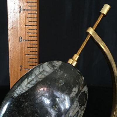 Mounted & Polished Orthoceras Fossil on Brass Stand 9"H Lot # 119