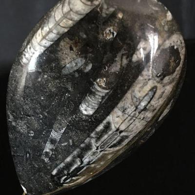 Mounted & Polished Orthoceras Fossil on Brass Stand 9"H Lot # 119