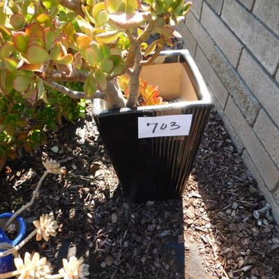 LOT 703 POTTED PLANT