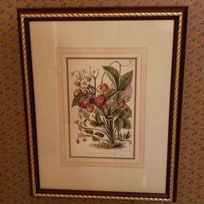 Lot 195: Fraisiers Remontant a Gros Fruits St. Joseph 