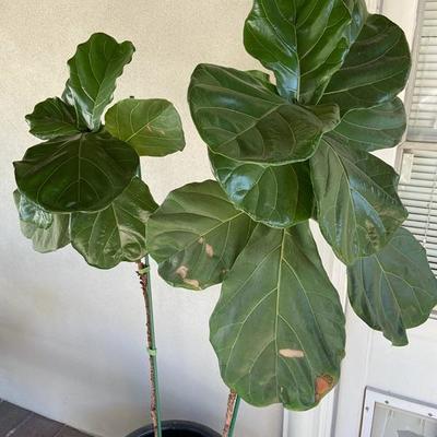 DOUBLE FIDDLE LEAF FIG IN LARGE BLACK POT