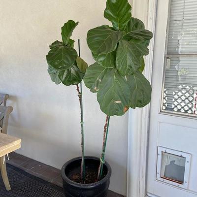 DOUBLE FIDDLE LEAF FIG IN LARGE BLACK POT
