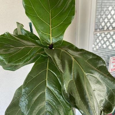 DOUBLE FIDDLE LEAF FIG IN LARGE BLACK POT