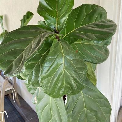 DOUBLE FIDDLE LEAF FIG IN LARGE BLACK POT