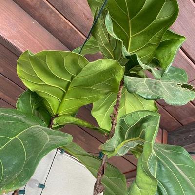 DOUBLE FIDDLE LEAF FIG OVER 7 FEET TALL IN EXTRA LARGE BLACK POT