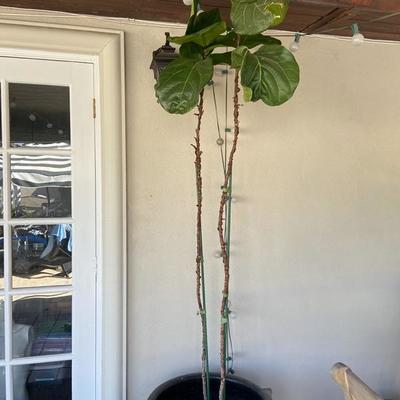 DOUBLE FIDDLE LEAF FIG OVER 7 FEET TALL IN EXTRA LARGE BLACK POT