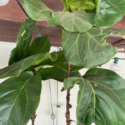 DOUBLE FIDDLE LEAF FIG OVER 7 FEET TALL IN EXTRA LARGE BLACK POT