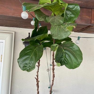 DOUBLE FIDDLE LEAF FIG OVER 7 FEET TALL IN EXTRA LARGE BLACK POT