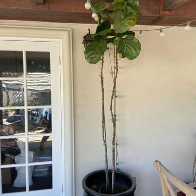 DOUBLE FIDDLE LEAF FIG OVER 7 FEET TALL IN EXTRA LARGE BLACK POT
