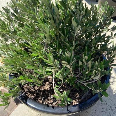 LARGE ESTABLISHED OLIVE BUSH IN XL BLACK POT 