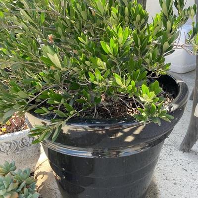 LARGE ESTABLISHED OLIVE BUSH IN XL BLACK POT 