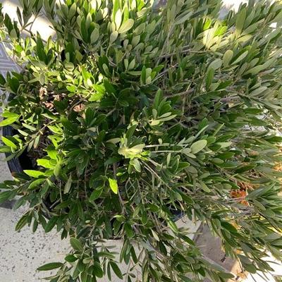 LARGE ESTABLISHED OLIVE BUSH IN XL BLACK POT 