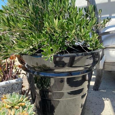 LARGE ESTABLISHED OLIVE BUSH IN XL BLACK POT 